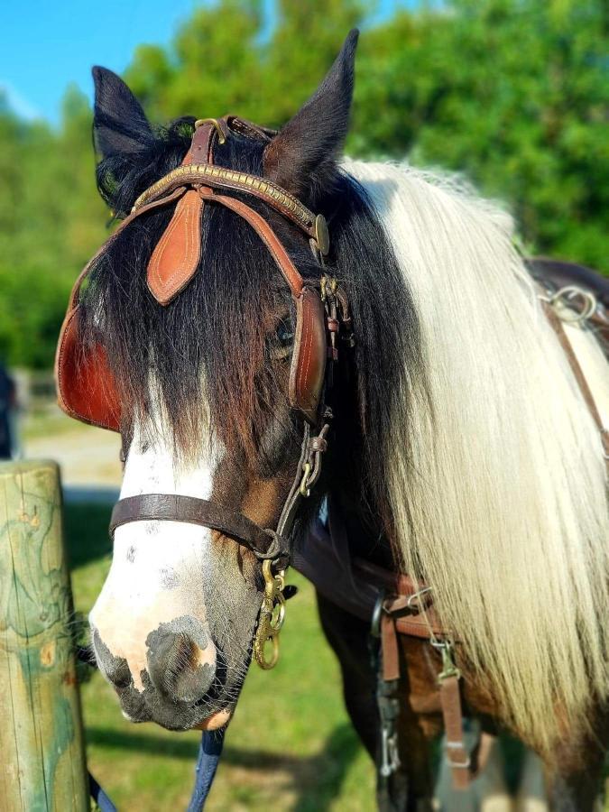 Les Chevaux De L'Hippocampe Ξενοδοχείο Mont-Dol Εξωτερικό φωτογραφία